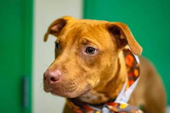 Pumpkin -  Terrier Dog for Adoption in Sanford, Florida - Pumpkin | PetCurious