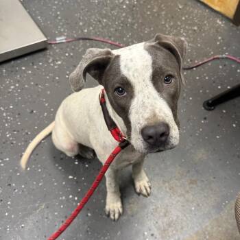 Cheddar -  Mixed Breed Dog for Adoption in Columbiana, Alabama - Cheddar | PetCurious