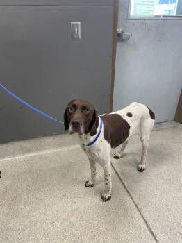 ODIN -  German Shorthaired Pointer Dog for Adoption in Tallahassee, Florida - ODIN | PetCurious