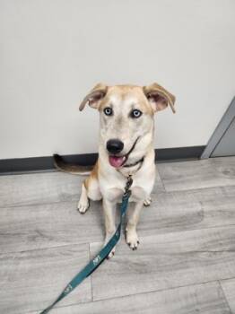 Rescue Labrador Retriever and Siberian Husky Dogs for Adoption in Bloomsburg, Pennsylvania - Magnolia | PetCurious