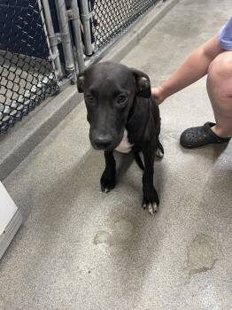 Art 4 months AVAILABLE 8/19 -  Labrador Retriever Dog for Adoption in Sterling, Massachusetts - Art 4 Months AVAILABLE 8/19 | PetCurious