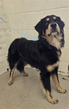 GRIFFIN -  Hovawart Dog for Adoption in San Bernardino, California - GRIFFIN | PetCurious