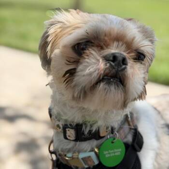Mackie (Benefactor Dog) -  Shih Tzu Dog for Adoption in New Orleans, Louisiana - Mackie (Benefactor Dog) | PetCurious