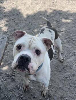 Diesel -  Bulldog Dog for Adoption in Buffalo, New York - Diesel | PetCurious