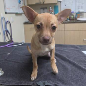 Buttercup -  Chihuahua Dog for Adoption in Lakeland, Florida - Buttercup | PetCurious