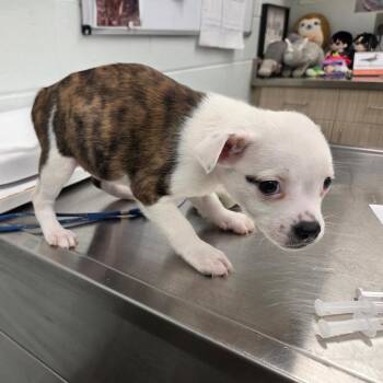 Velma -  Mixed Breed Dog for Adoption in Chattanooga, Tennessee - Velma | PetCurious