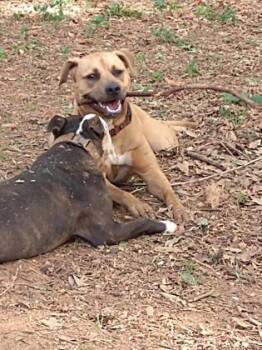 Mingy Gee -  Mixed Breed Dog for Adoption in Chamblee, Georgia - Mingy Gee | PetCurious