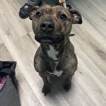 Terrier Dogs Available for Adoption - Dubai Chocolate | PetCurious