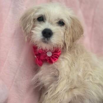 Marilyn Monroe -  Chihuahua Dog for Adoption in Wiggins, Mississippi - Marilyn Monroe | PetCurious
