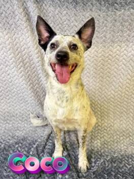 Australian Cattle Dog Blue Heeler Dogs Available for Adoption in Boerne, Texas - Coco | PetCurious