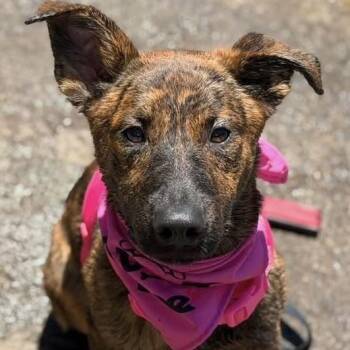 Cubby -  Dutch Shepherd Dog for Adoption in Pleasanton, California - Cubby | PetCurious