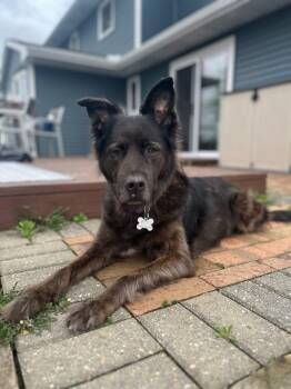 Katydid -  Labrador Retriever Dog for Adoption in Grove City, Ohio - Katydid | PetCurious