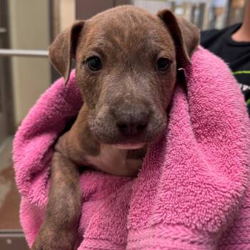 KC -  American Staffordshire Terrier Dog for Adoption in Lynchburg, Virginia - KC | PetCurious