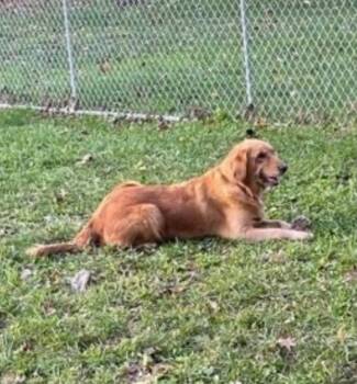 Belle -  Golden Retriever Dog for Adoption in Lewistown, Pennsylvania - Belle | PetCurious