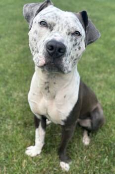 Milo -  Pit Bull Terrier Dog for Adoption in Framingham, Massachusetts - Milo | PetCurious
