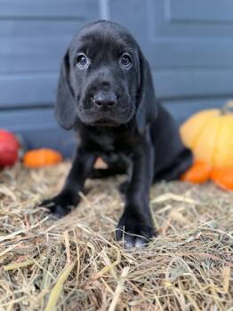 Talon -  Black And Tan Coonhound and Labrador Retriever Dog for Adoption in Dysart, Iowa - Talon | PetCurious