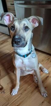 Micah -  Shepherd Dog for Adoption - Micah | PetCurious