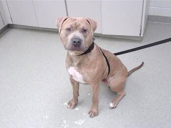 Mastiff and Mixed Breed Dogs Available for Adoption in Omaha, Nebraska - ZEUS | PetCurious