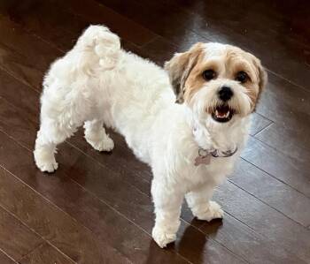 Molly - AVMN -  Shih Tzu and Bichon Frise Dog for Adoption in Albert Lea, Minnesota - Molly - AVMN | PetCurious