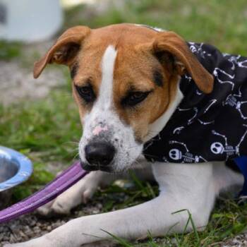 Rescue Beagle Dogs for Adoption in Fernandina Beach, Florida - THELMA | PetCurious