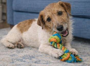 Jack Russell Terrier Dogs Available for Adoption in Crown Point, Indiana - Pip- Shortie Jack | PetCurious