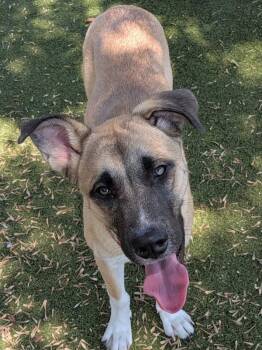 Alidoro -  Mixed Breed and German Shepherd Dog Dog for Adoption in Austin, Texas - Alidoro | PetCurious