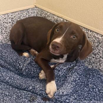 Baby Claire -  Pit Bull Terrier and Australian Cattle Dog Blue Heeler Dog for Adoption in Madisonville, Tennessee - Baby Claire | PetCurious