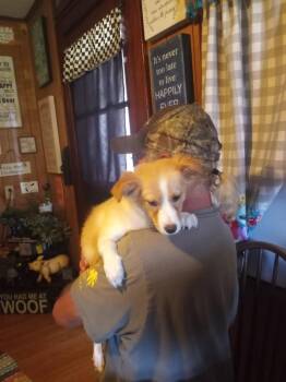 Gummy -  Collie Dog for Adoption in Evansville, Indiana - Gummy | PetCurious