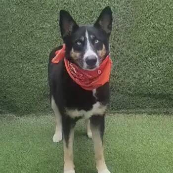 German Shepherd Dog and Border Collie Dogs Available for Adoption in Houston, Texas - Taivas | PetCurious