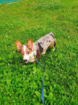 Graycee (AVAILABLE 6/16) -  Corgi Dog for Adoption in Leverett, Massachusetts - Graycee (AVAILABLE 6/16) | PetCurious