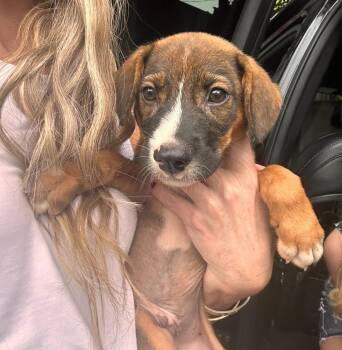 Rescue Wirehaired Vizsla Dogs for Adoption in Carolina, Carolina - Davis - The Little Fighter | PetCurious