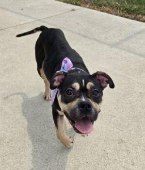 Pebbles -  Bulldog Dog for Adoption in Bucyrus, Ohio - Pebbles | PetCurious
