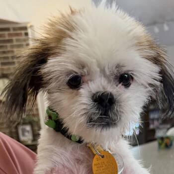 Sage Field -  Shih Tzu Dog for Adoption in Plano, Texas - Sage Field | PetCurious