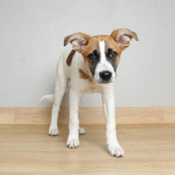 Australian Cattle Dog Blue Heeler and Collie Dogs Available for Adoption in Minnetonka, Minnesota - Charlie D68554 | PetCurious