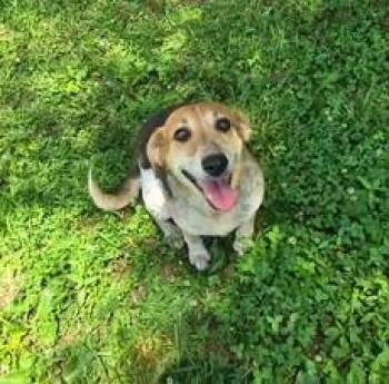 Blessing -  Coonhound Dog for Adoption in Point Pleasant, West Virginia - Blessing | PetCurious
