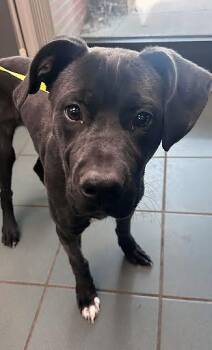 Mixed Breed Dogs Available for Adoption in Nashville, Tennessee - Twinkle Toes | PetCurious