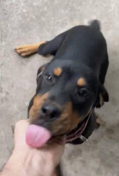Rottweiler Dogs Available for Adoption in Deering, New Hampshire - Tatum | PetCurious