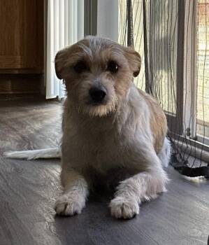 Robin -  Terrier Dog for Adoption in Tracy, California - Robin | PetCurious