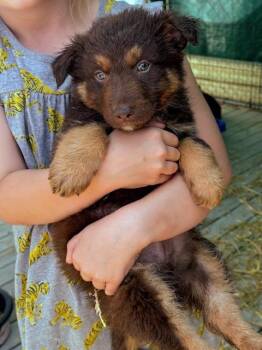 German Shepherd Dog Dogs Available for Adoption in Scottsburg, Indiana - Bear | PetCurious