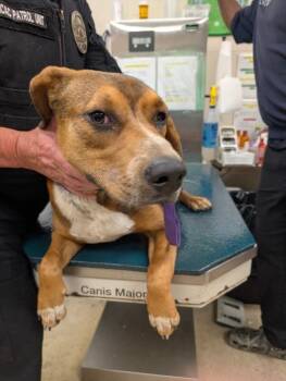 Juvi -  Mixed Breed Dog for Adoption in Mobile, Alabama - Juvi | PetCurious