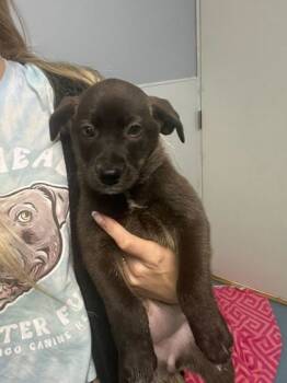 Rescue Mixed Breed Dogs for Adoption in Chicago, Illinois - Butterball | PetCurious