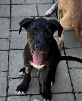 Maui -  Mixed Breed Dog for Adoption in Lexington, Kentucky - Maui | PetCurious