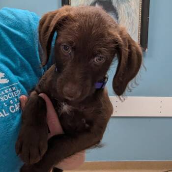 Mixed Breed Dogs Available for Adoption - Orchid | PetCurious