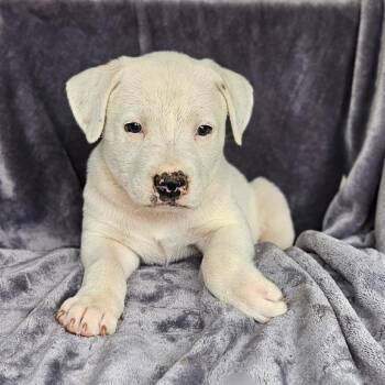 Australian Shepherd Dogs Available for Adoption in Rockville, Maryland - Horizon | PetCurious