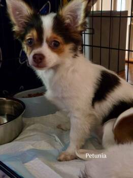 Chihuahua Dogs Available for Adoption - Petunia (NY) | PetCurious