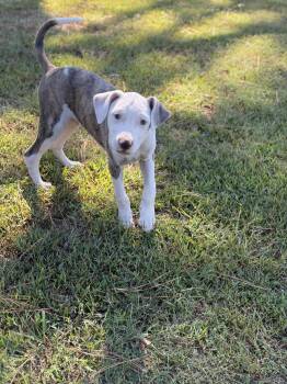 Early -  Pit Bull Terrier Dog for Adoption in Pembroke, Massachusetts - Early | PetCurious