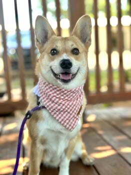 Domingo -  Corgi Dog Available for Adoption in Memphis, Tennessee - Domingo | PetCurious