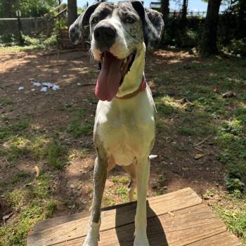 Great Dane Dogs Available for Adoption in Roanoke, Virginia - Nova Rayne | PetCurious