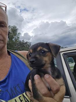 Reese’s Pieces -  Chihuahua and Jack Russell Terrier Dog for Adoption in Lakeland, Florida - Reese’s Pieces | PetCurious