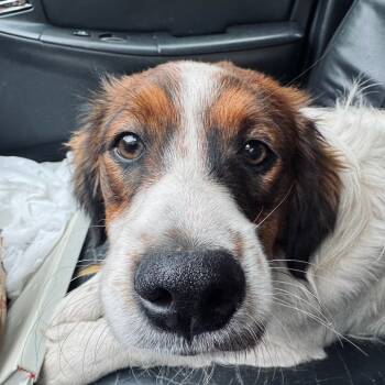 Rescue Australian Shepherd Dogs for Adoption in Blairsville, Georgia - Lurch | PetCurious